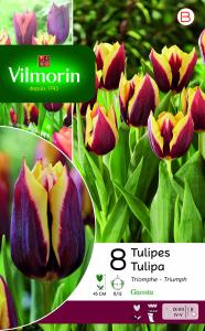 Tulipe Triomphe Gavota (x8)